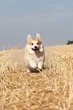 CORGI PEMBROKE 148